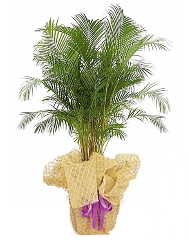 Areka saks� �i�e�i Ankara �i�ek servisi �i�ek�i adresleri