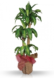 Dr massengena saks� 3 l� Ankara anneler g�n� �i�ek yolla